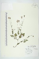 紫背草藏品圖，第1張