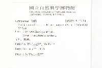 紫背草藏品圖，第2張