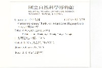 台灣碎米薺藏品圖，第2張