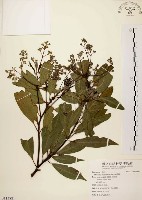 香楠藏品圖，第1張