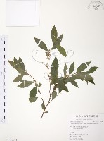 台灣山桂花藏品圖，第1張