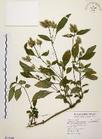 臺灣鱗球花藏品圖，第1張