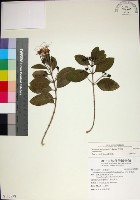 苦林盤藏品圖，第1張