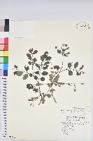 小紅仔珠藏品圖，第1張