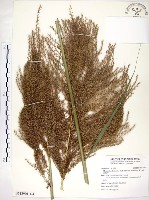 五節芒藏品圖，第1張