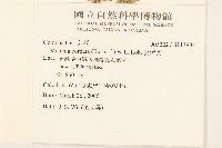 蔓澤蘭藏品圖，第2張