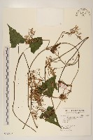 蔓澤蘭藏品圖，第1張