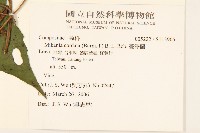 蔓澤蘭藏品圖，第2張