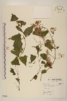 小花蔓澤蘭藏品圖，第1張