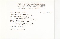 牽牛花藏品圖，第2張