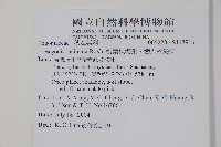 裂葉秋海棠、巒大秋海棠藏品圖，第2張