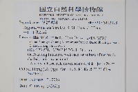 一口血秋海棠藏品圖，第2張