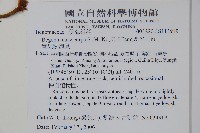 彎果秋海棠藏品圖，第2張