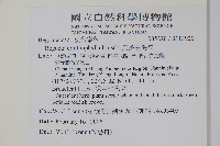 烏葉秋海棠藏品圖，第2張