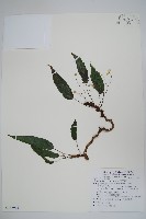 多花秋海棠藏品圖，第1張