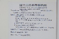 多花秋海棠藏品圖，第2張