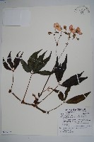 方氏秋海棠藏品圖，第1張