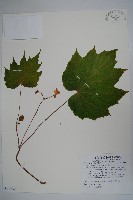 葡萄秋海棠藏品圖，第1張