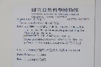 葡萄秋海棠藏品圖，第2張