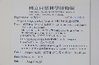 長翅秋海棠藏品圖，第2張