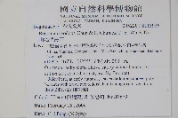 山地秋海棠藏品圖，第2張