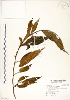 菲律賓榕藏品圖，第1張