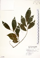 菲律賓榕藏品圖，第1張