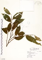 菲律賓榕藏品圖，第1張