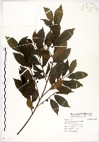 菲律賓榕藏品圖，第1張
