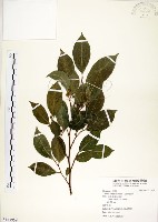 菲律賓榕藏品圖，第1張