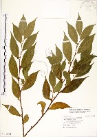 菲律賓榕藏品圖，第1張