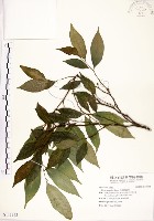 菲律賓榕藏品圖，第1張