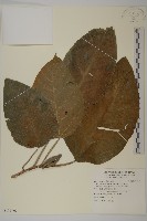 異子藤、蘭嶼錐頭麻、銳葉疚意奇羅麻藏品圖，第1張