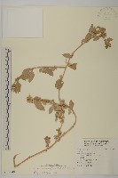 馬氏濱藜藏品圖，第1張