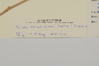 馬氏濱藜藏品圖，第3張