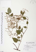 台灣何首烏藏品圖，第1張