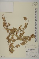 北仲, 刺裸實藏品圖，第1張