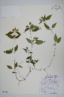 九頭獅子草藏品圖，第1張