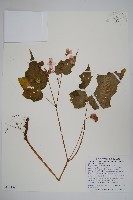 水鴨腳藏品圖，第1張