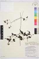 巴氏鐵線蓮藏品圖，第1張