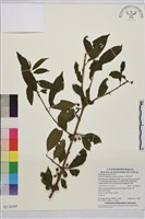 中原氏鼠李藏品圖，第1張