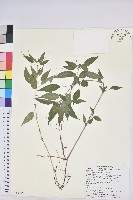 山靛藏品圖，第1張