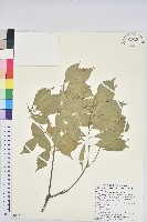 油葉石櫟藏品圖，第1張