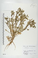 登錄號:S114178藏品圖，第1張