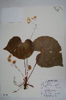 蘭嶼秋海棠藏品圖，第1張