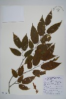 蘭邯千金榆藏品圖，第1張