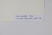 秋海棠藏品圖，第2張