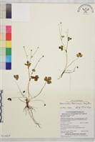 鹿場毛茛藏品圖，第1張