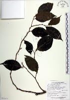 羅庚果藏品圖，第1張