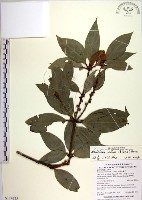 蘭嶼新木薑子藏品圖，第1張